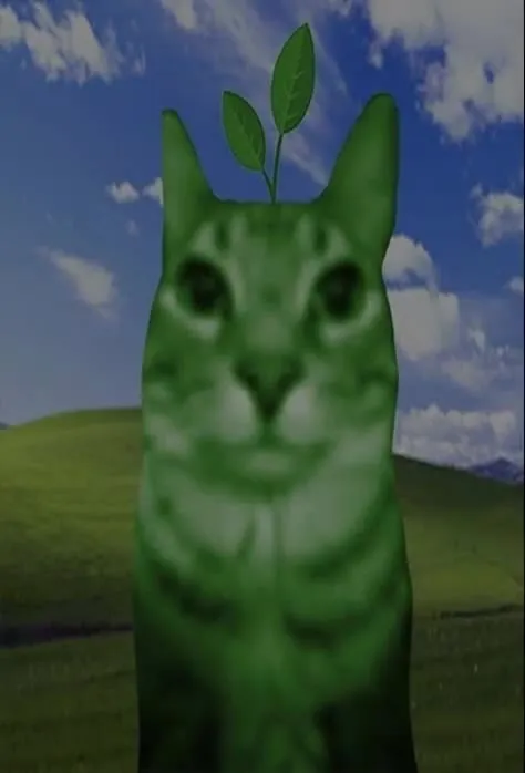 Зелёный кот на фоне Windows XP