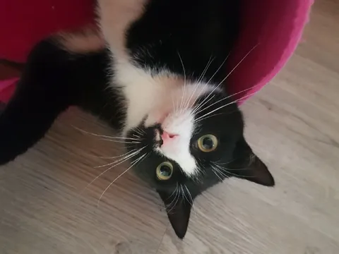 Кот вверх ногами на полу