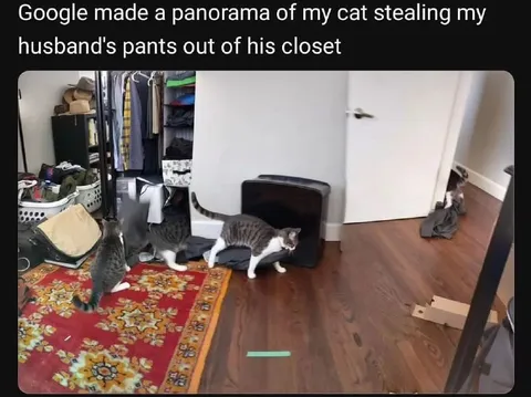 Cat Stealing Husband’s Pants