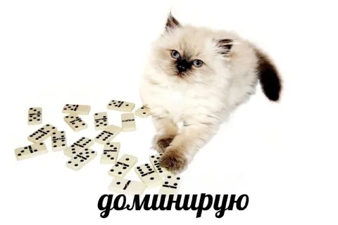 Кот доминирует в домино