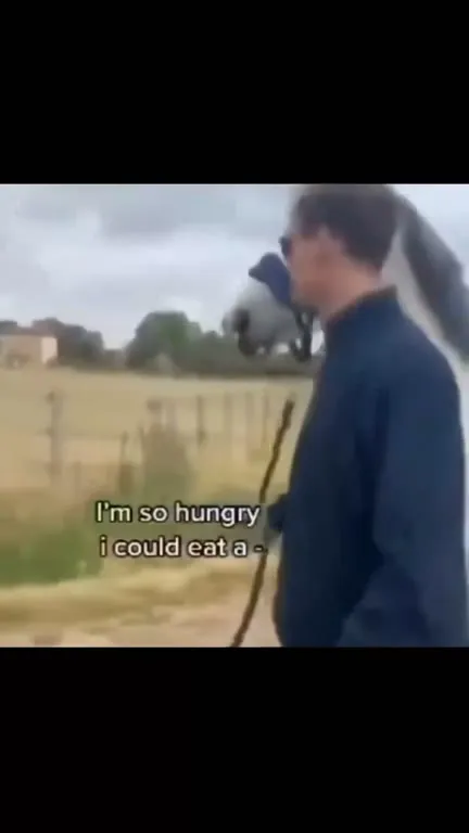 I Could Eat a Horse