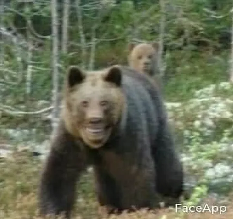 Медведь с человеческим лицом