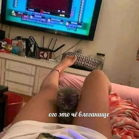 Кот смотрит влоганишще