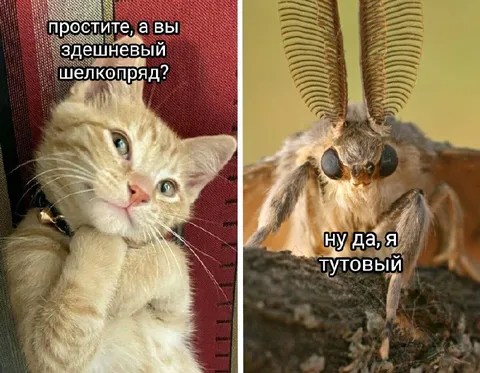 Здешневый тутовый шелкопряд