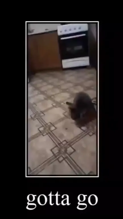 Gotta Go Rat Reaction