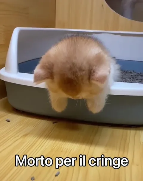 Morto per il cringe