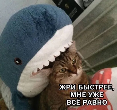 Акула заставляет кота есть