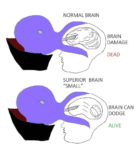 Brain Can Dodge