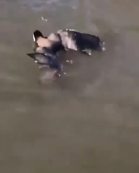 Bullfrog Fights a Bird