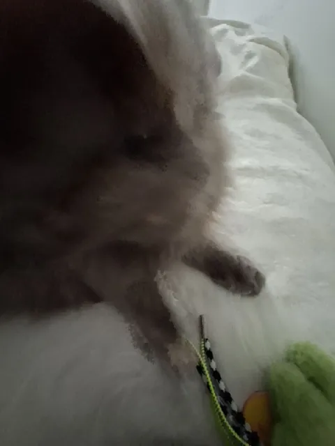 Кошка не хочет фотографироваться