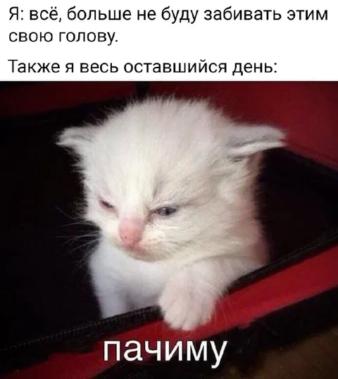 Кот весь день думает почему