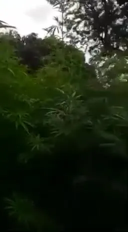 Мужчина нашёл заросли каннабиса