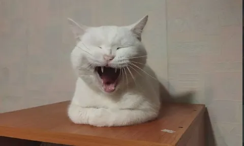 Белый кот громко кричит
