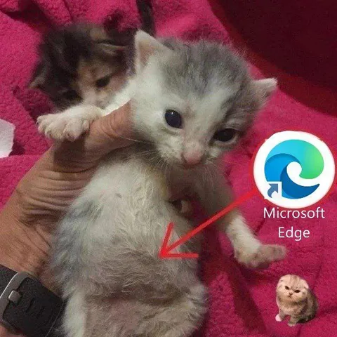 Microsoft Edge Kitten Confusion