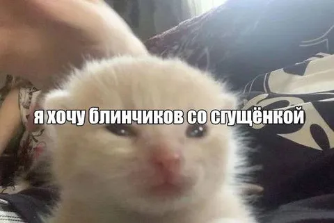 Котёнок хочет блинчиков