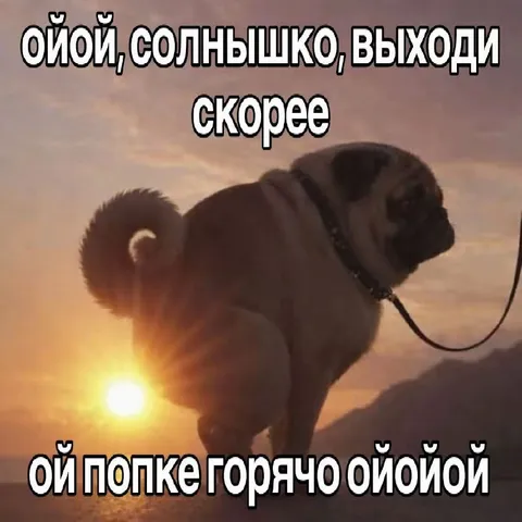 Мопс выходит к солнцу