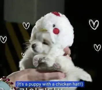 Puppy With a Chicken Hat