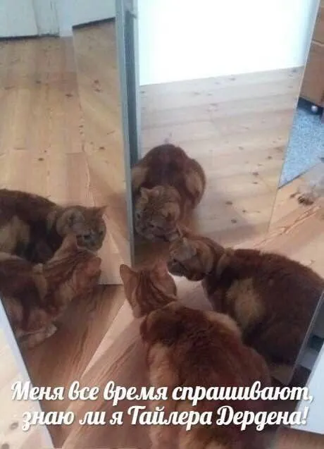 Кот знает Тайлера Дердена