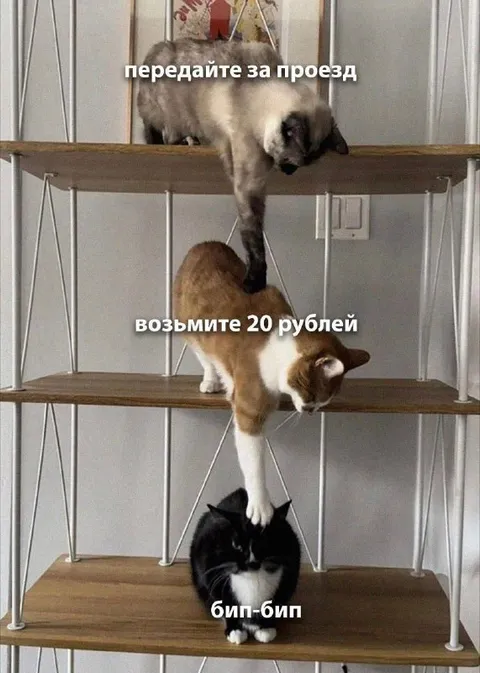 Кошки передают за проезд