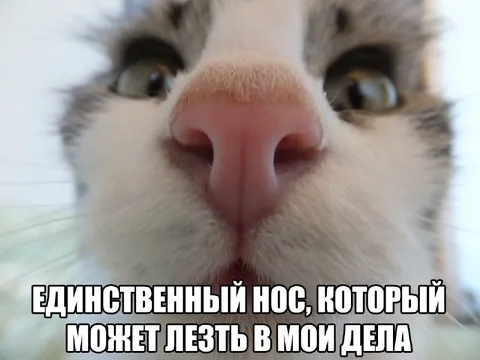 Кот лезет не в свои дела