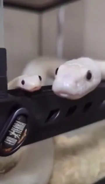 Змея показывает язык
