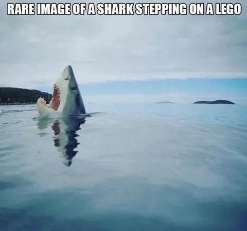 Shark Stepping on a Lego