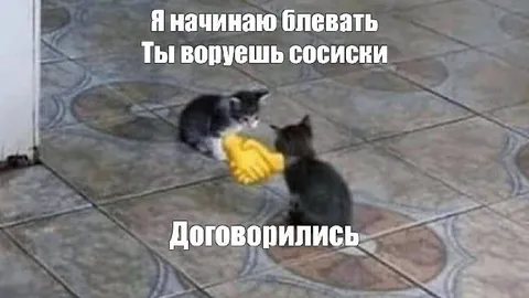 Коты договорились о сосисках