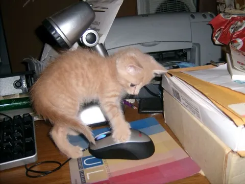 Котёнок пытается работать за компьютером