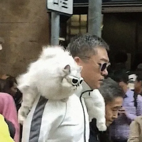 Мужчина несёт кота на плече