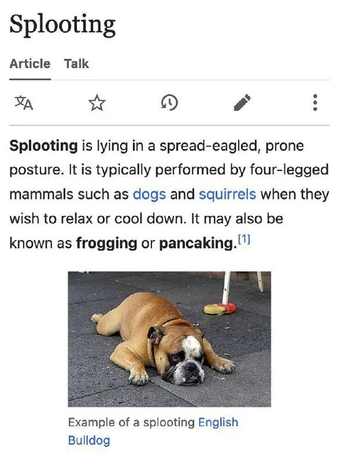 Bulldog Splooping Definition