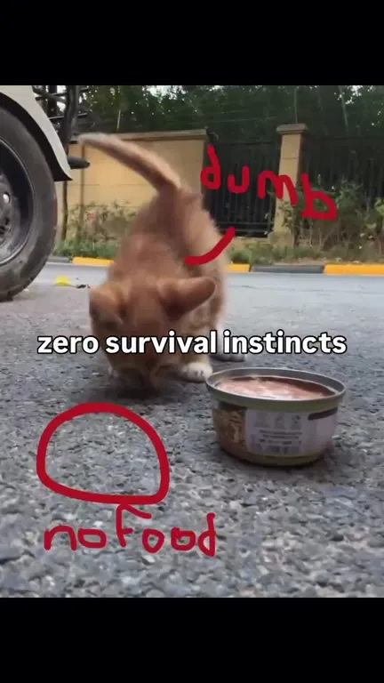 Zero Survival Instincts Cat