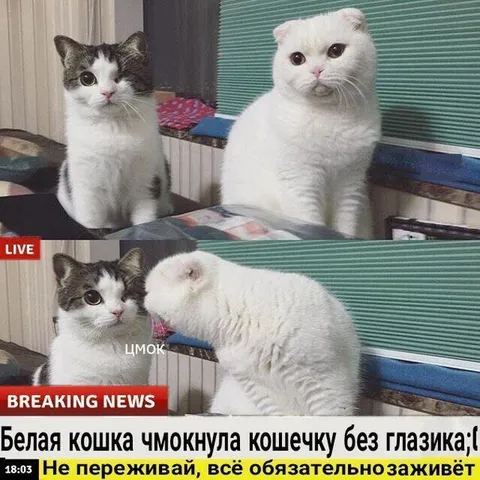 Белая кошка чмокнула кошечку