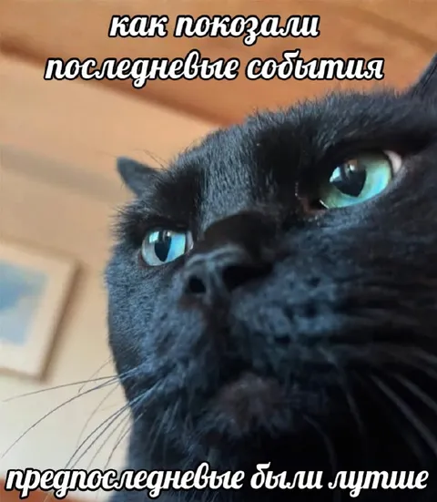 Кот оценивает последние события