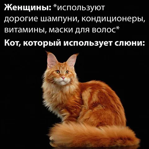 Кот использует слюни вместо ухода