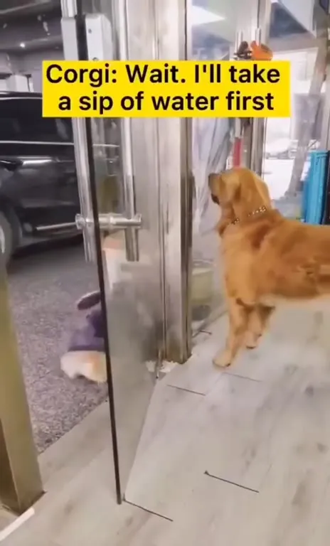 Corgi Stops for a Drink