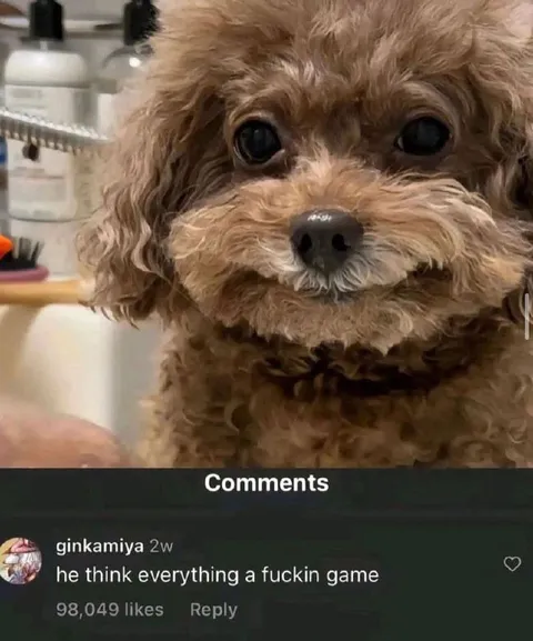 Dog Thinks Everything Is a Game