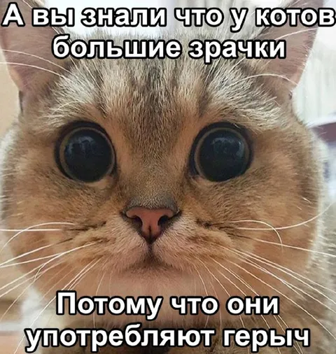 Коты употребляют героин