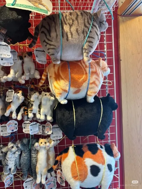Кошки на витрине вверх ногами