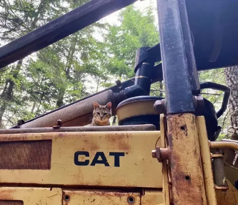 Cat on Construction Equipment