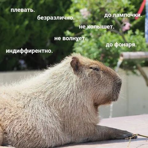 Капибара безразличия
