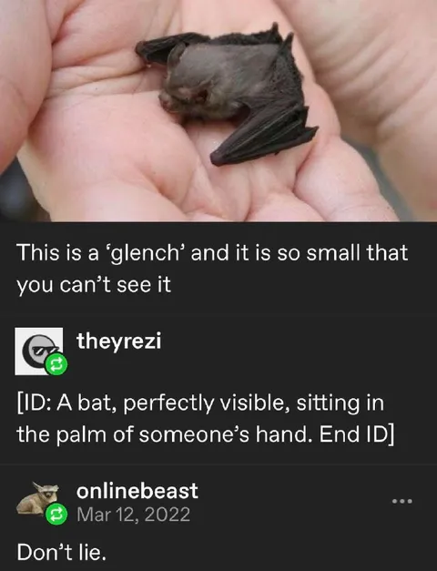 Tiny Bat You Can’t See