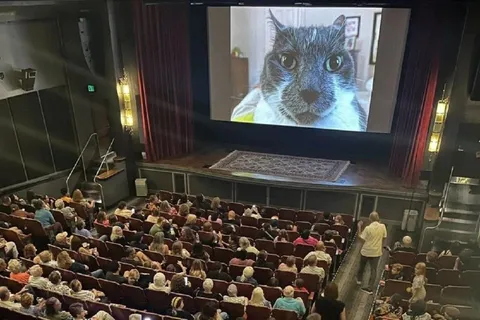 Кот на большом экране