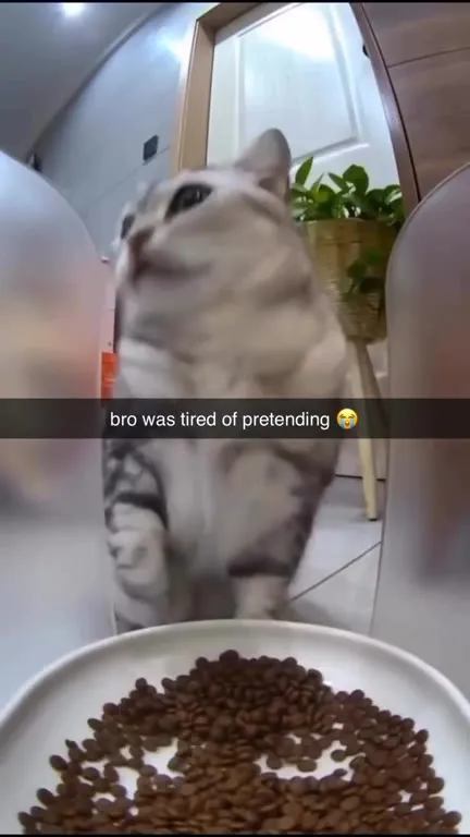 Cat Gives Up Pretending