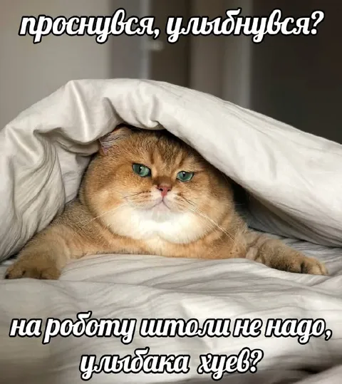 Кот не хочет на работу