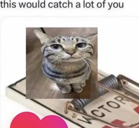 Cat Trap Catches You