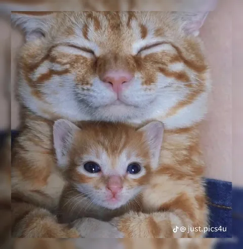 Рыжая кошка с котёнком