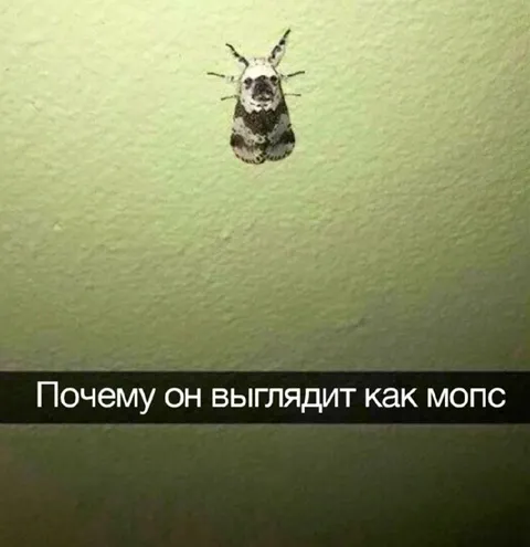 Моль похожа на мопса