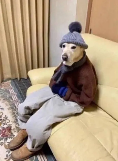 Собака пришла на собеседование