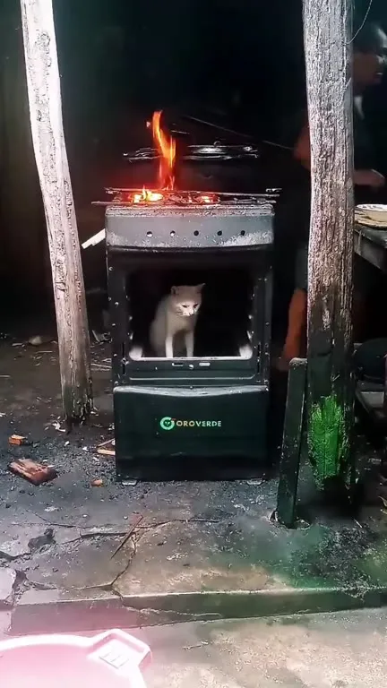 Кот поёт у горящей печи