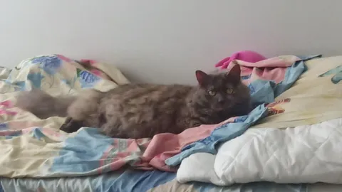 Кот занял всю кровать